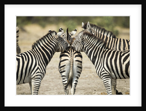Plains Zebra, Chobe National Park, Botswana by Anonymous