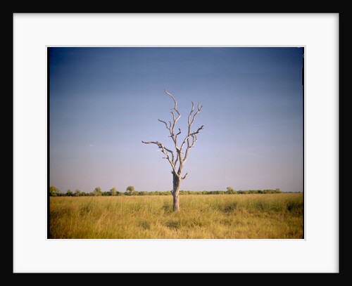 Sun-bleached Tree in Savuti Marsh, Botswana by Anonymous