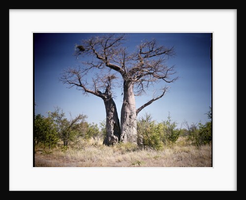 Baobab, Nxai Pan, Botswana by Anonymous
