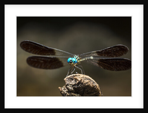 Dragonfly, Isalo National Park, Madagascar by Anonymous