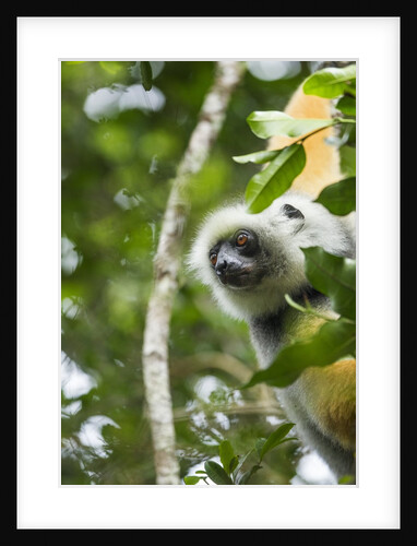 Diademed Sifaka, Andasibe-Mantadia National Park, Madagascar by Anonymous