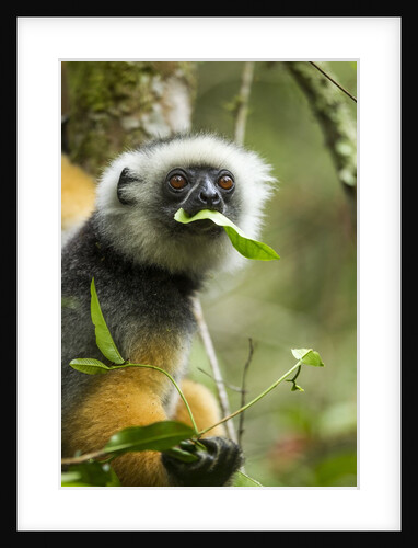 Diademed Sifaka, Andasibe-Mantadia National Park, Madagascar by Anonymous
