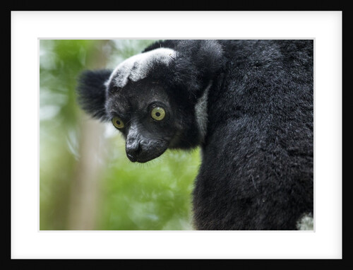 Indri, Andasibe National Park, Madagascar by Anonymous