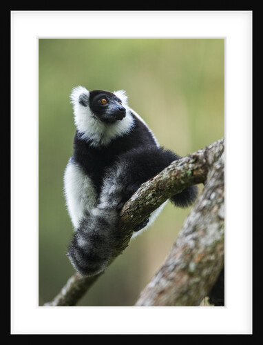 Black and White Ruffed Lemur, Madagascar by Anonymous