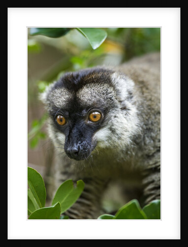 Common Brown Lemur, Madagascar by Anonymous