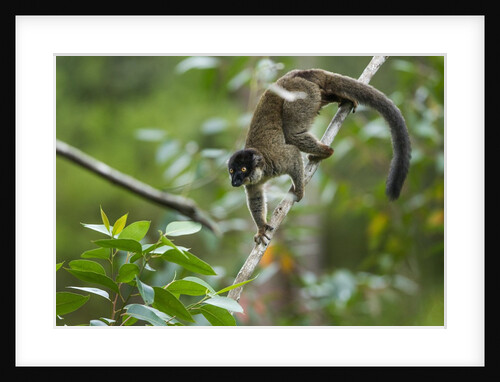Common Brown Lemur, Madagascar by Anonymous