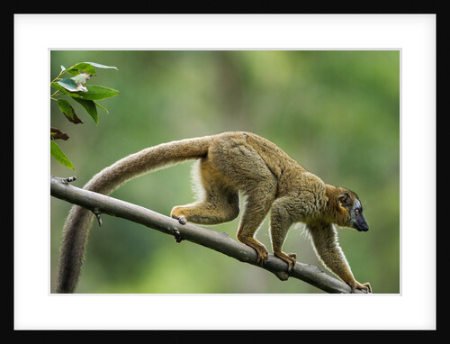 Common Brown Lemur, Madagascar by Anonymous