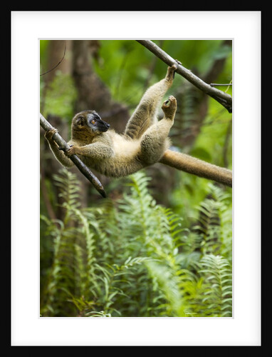 Common Brown Lemur, Madagascar by Anonymous