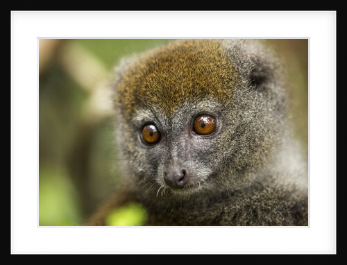 Eastern Gray Bamboo Lemur, Madagascar by Anonymous