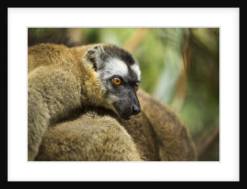 Common Brown Lemur, Madagascar by Anonymous