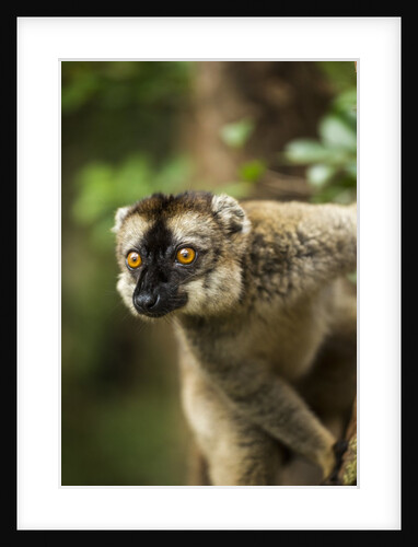 Common Brown Lemur, Madagascar by Anonymous