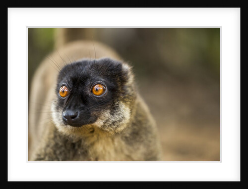Common Brown Lemur, Madagascar by Anonymous