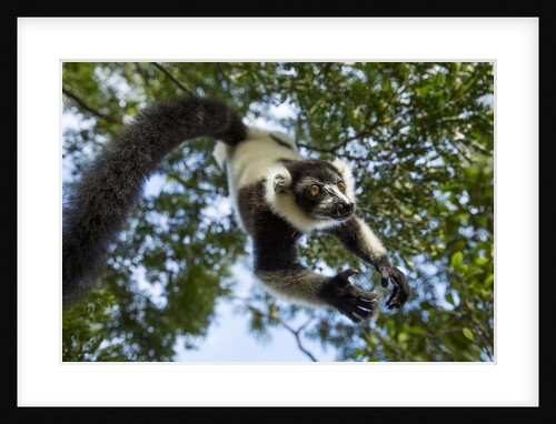 Black and White Ruffed Lemur, Madagascar by Anonymous