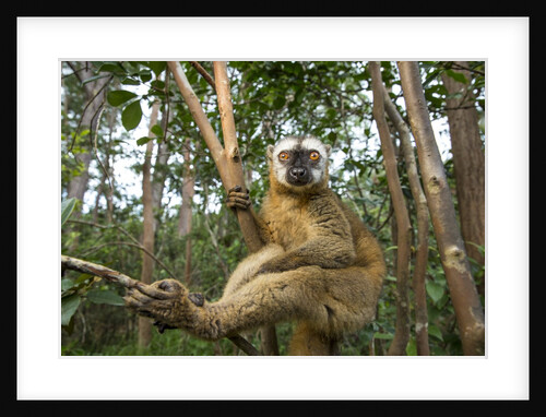 Common Brown Lemur, Madagascar by Anonymous