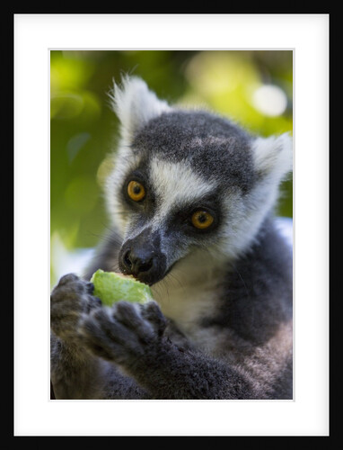 Ring-Tailed Lemur, Ambalavao, Madagascar by Anonymous