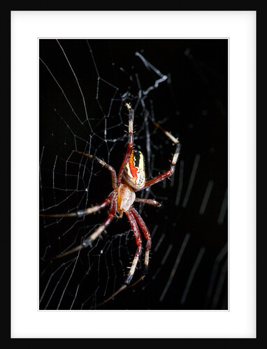 Spider, Kirindy Forest Reserve, Madagascar by Anonymous