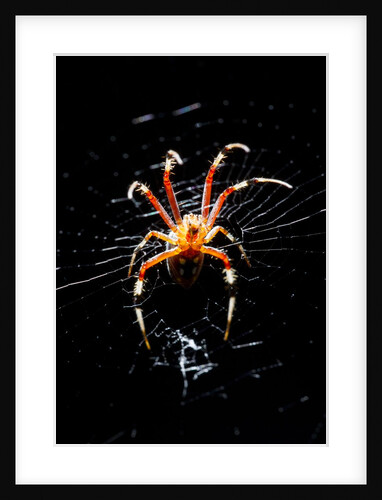 Spider, Kirindy Forest Reserve, Madagascar by Anonymous