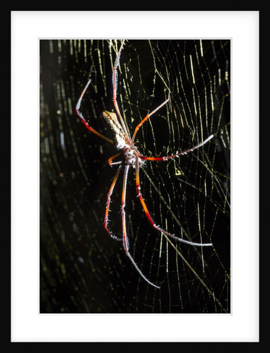 Spider, Kirindy Forest Reserve, Madagascar by Anonymous