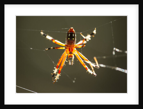 Spider, Kirindy Forest Reserve, Madagascar by Anonymous