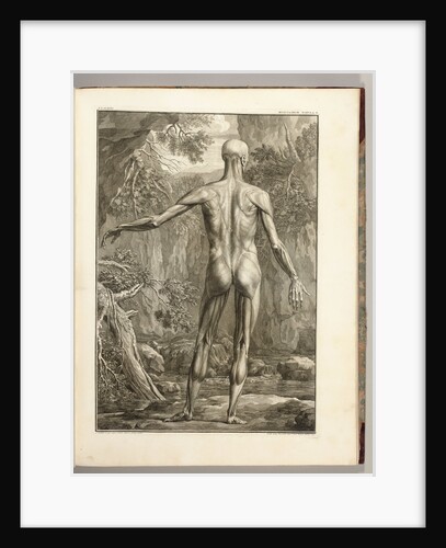 Engraving depicting the Muscle Groups of the Back by Bernhard Siegfried Albinus
