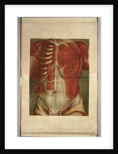 A Dissected Torso by Anonymous