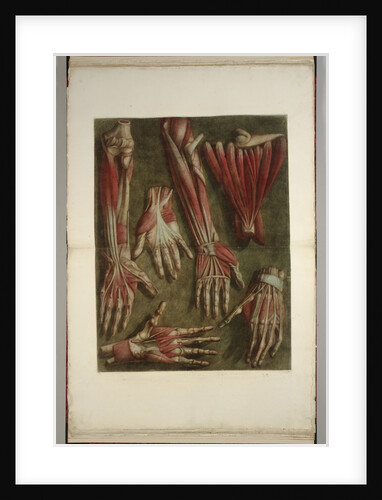 A Group of Dissected Hands by Anonymous