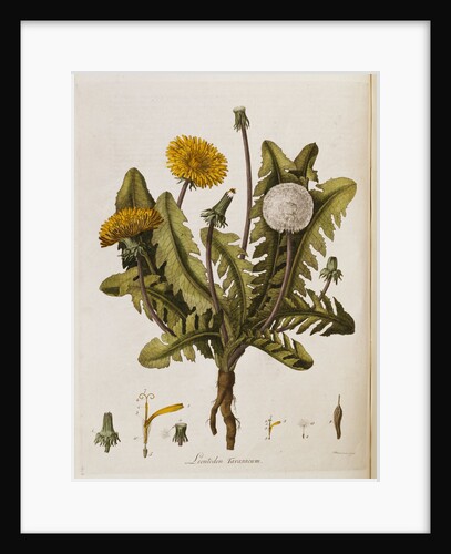 Common Dandelion (Leontodon Taraxacum) by Anonymous