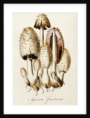 Common Inkcap (Agaricus Fimetarius) by Anonymous