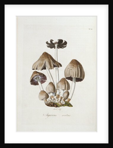 Shaggy Inkcap (Agaricus Ovatus) by Anonymous