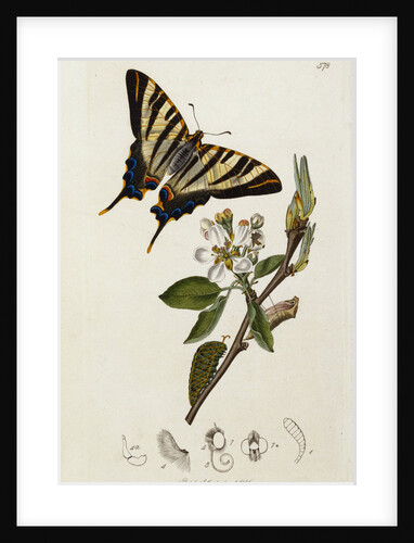 A Scarce Swallow-Tail Butterfly (Iphiclides podalirius) on Pear Blossom (Pyrus communis) by Anonymous