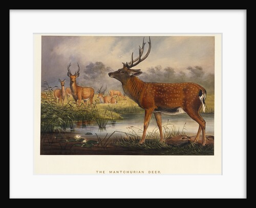 The Mantchurian Deer (Cervus Mantchurias) by Anonymous