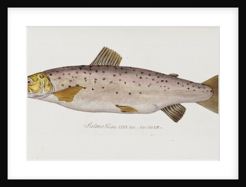 Brown Trout (Salmo trutta) by Baron Carl Von Meidinger
