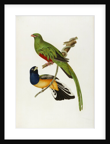 Pavonine Quetzal (Trogon pavonius) and Surucua Trogon (Trogon aurantius) by Anonymous