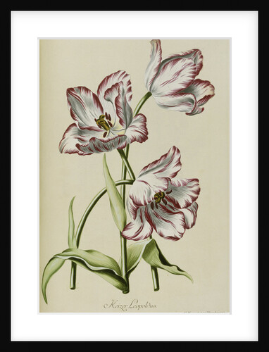 Keizer Leopoldus by Anonymous