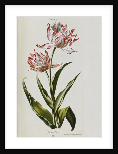 Eintracht by Anonymous