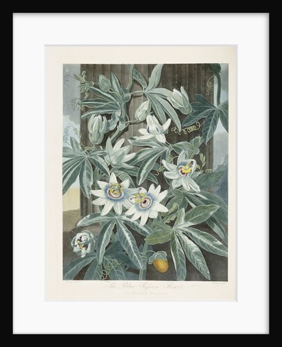 The Blue Passion Flower by Anonymous