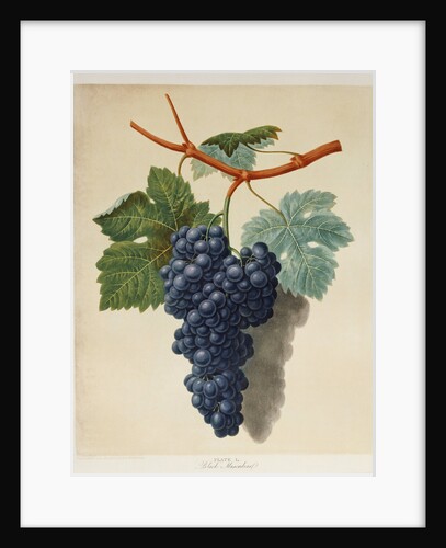 Black Muscadine Grapes by Anonymous