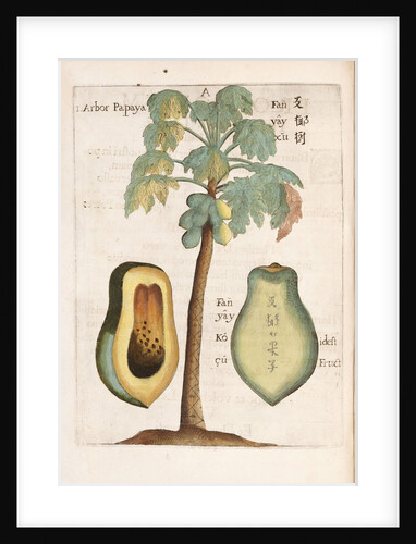 Arbor Papaya by Anonymous