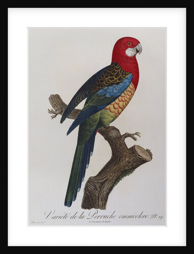 Eastern Rosella (Platycercus Eximius) by Anonymous