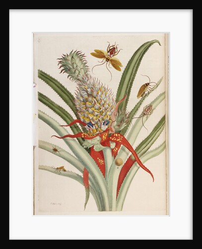 Pineapple (Ananas) with Surinam Insects by Anonymous