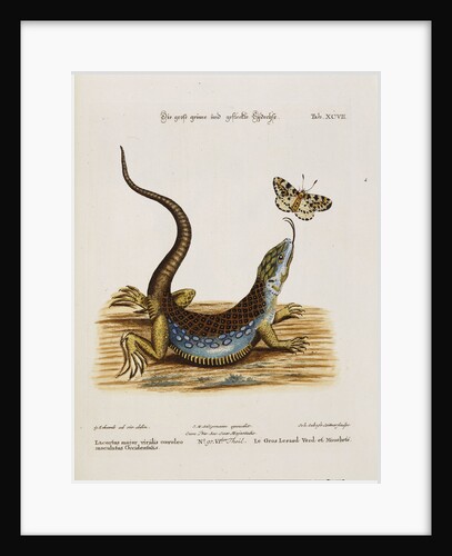Lizard Chasing a Butterfly by Anonymous