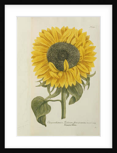 Chrysanthemum: Indicum flore et Semine maximum by Anonymous