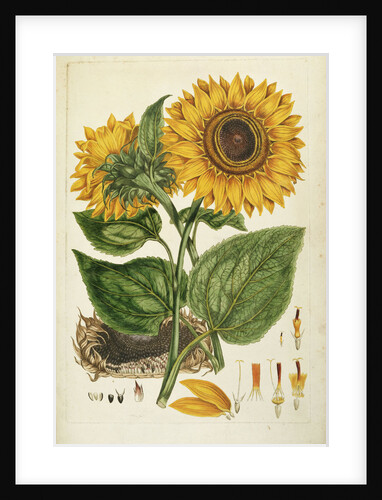 A Sunflower by Anonymous