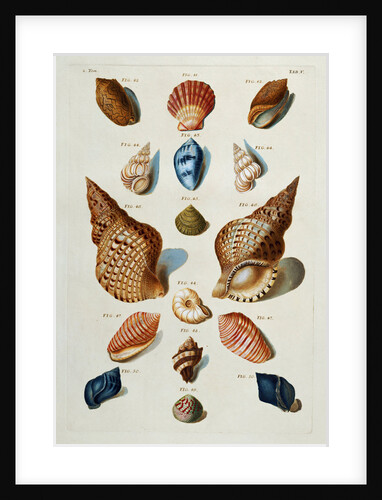 A selection of seashells by Franz Michael Regenfus