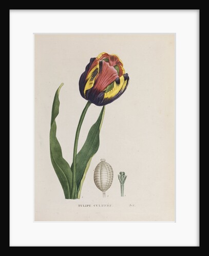 Tulip cultivee by Anonymous