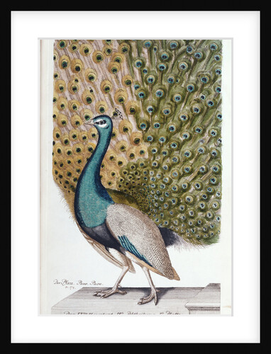 A Male Peacock in Full Display by Johann Leonhard Frisch