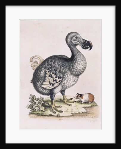The Dodo by Anonymous