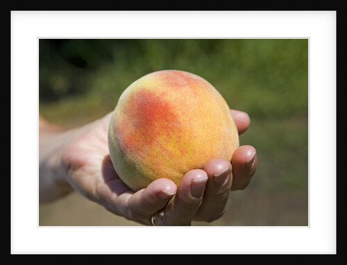 A large, freestone peach from the Kimberly Orchards in central Oregon by Anonymous