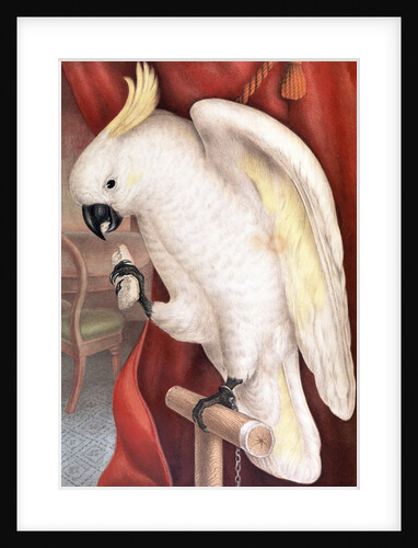 Great Sulphur-Crested Cockatoo by James Whitley Sayer