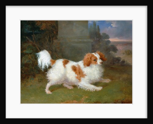 A Blenheim Spaniel by William Webb